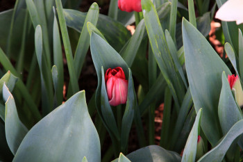 JBD Tulips 15-15